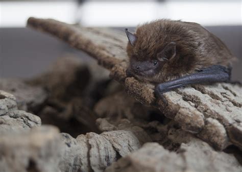 The Cotoked Witch Bat: Navigation and Echolocation Skills
